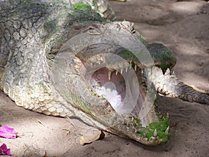 Crocodile in the Gambia