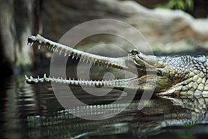The crocodile gavial indian in reptile pavilion in the Prague Zoo