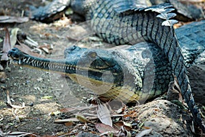 Crocodile or Ghariyal