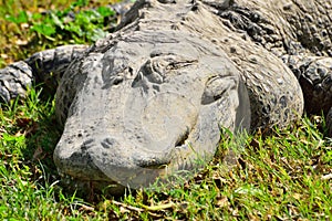 Crocodile on the grass.