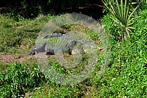 Crocodile in the grass