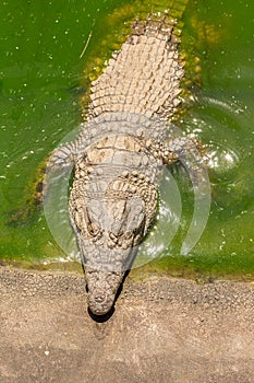 Crocodile in green slimy pond close up - Top view wild animal ba