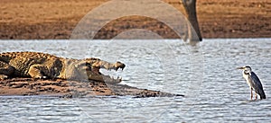 Crocodile and grey heron face-off