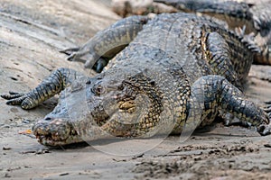 Crocodile on the ground at the mini zoo crocodile farm in Miri.