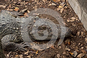 Crocodile on ground with skin details