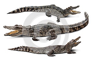 Crocodile group isolated