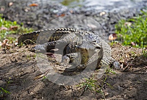 Crocodile in Guama