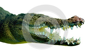 crocodile half submerged