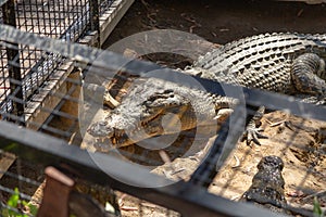 Crocodile in HARTLEY’S CROCODILE ADVENTURES park Cairns, Australia