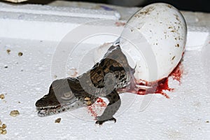 A crocodile hatching from an egg at a crocodile farm