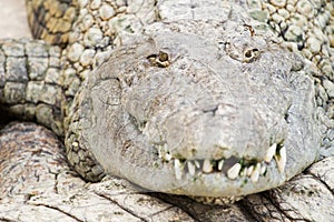 Crocodile Head