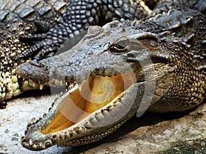 Crocodile head