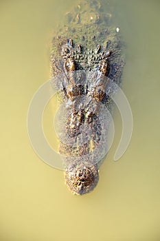 Crocodile head