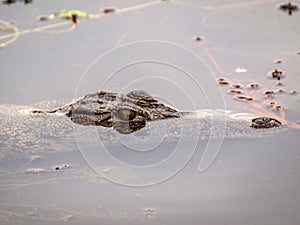 Crocodile head