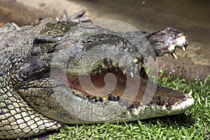Crocodile Head