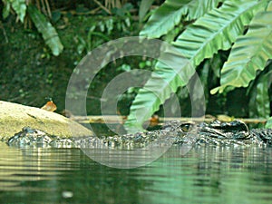 Crocodile head above water