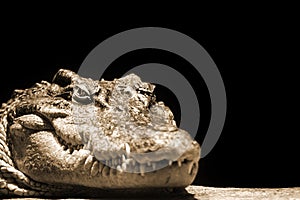 Crocodile head on a black background in sepia colors