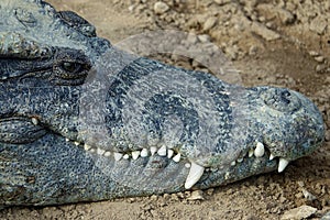 Crocodile