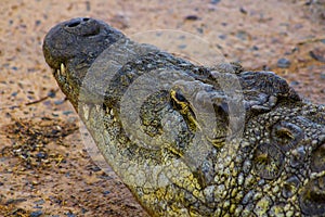 Crocodile Head