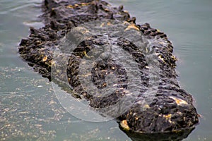 Crocodile head out of the water