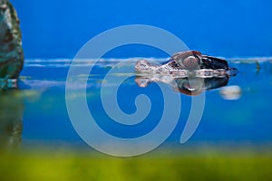 Crocodile head over water