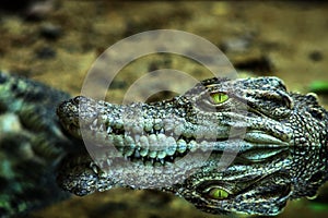 Crocodile head and the reflex