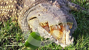 Crocodile head. Safari. Africa.