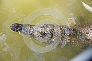 Crocodile head surfaced from a river in HARTLEY’S CROCODILE ADVENTURES