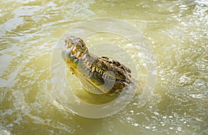 Crocodile head surfaced from a river in HARTLEY’S CROCODILE ADVENTURES