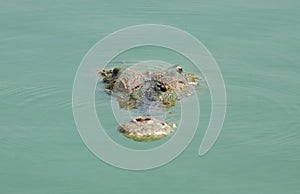 The crocodile head while swimming