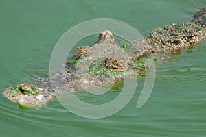 The crocodile head while swimming