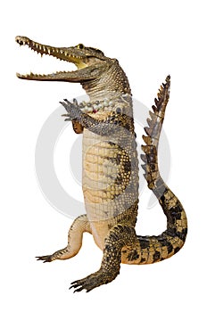 Crocodile hello isolate on white background