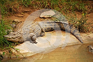 Crocodile in hibernation