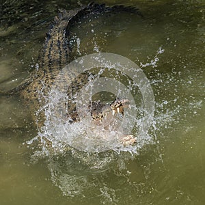 Crocodile during a hunt, Queensland, Vangetti, Australia