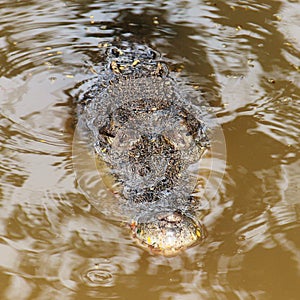 Crocodile hunting in a lake