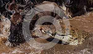 Crocodile hunting the wildebeest crossing in the Mara river Africa