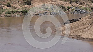 Crocodile Hunting Wildebeest in Kenya, Africa
