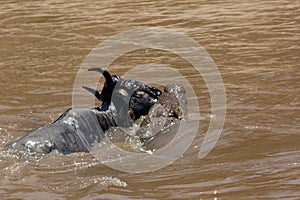 Crocodile hunting Wildebeest while Mara river crossing