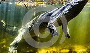 A Crocodile inside water through Glass window