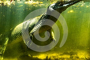 A Crocodile inside water through Glass window