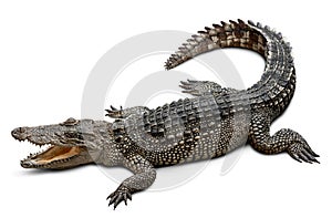 Crocodile isolated on white