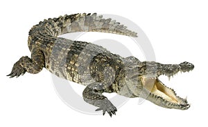 Crocodile isolated on white