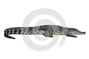 Crocodile isolated on white