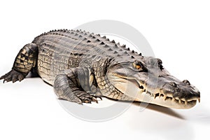 Crocodile isolated on white background.