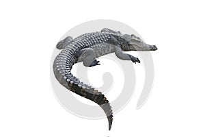 crocodile isolated on a white background