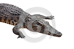 crocodile isolated on white background - clipping paths
