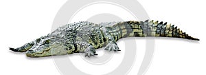 Crocodile isolated on white background ,include clipping path