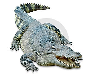 Crocodile isolated on white background ,include clipping path