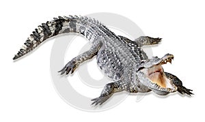 Crocodile isolated on white background ,include clipping path