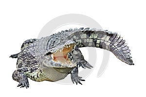 Beautiful Nile crocodile isolated on white background